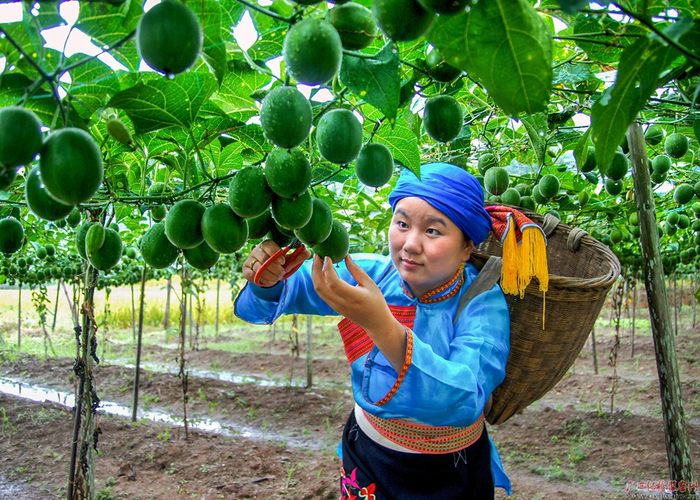 村民在罗汉果种植基地采摘新鲜罗汉果