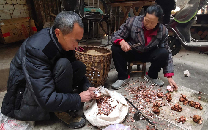 卖雪魔芋的老夫妇。任树麟 摄