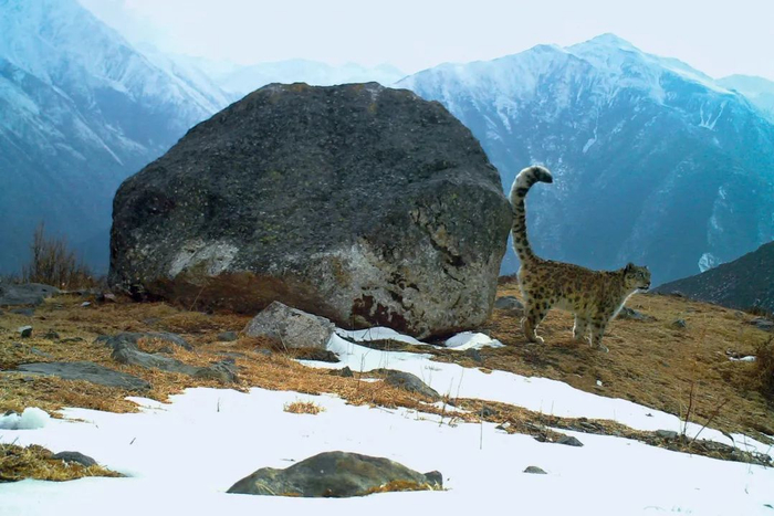 ▲ 贡嘎山间，岩羊和雪豹出没。图/贡嘎山国家级自然保护区管理局