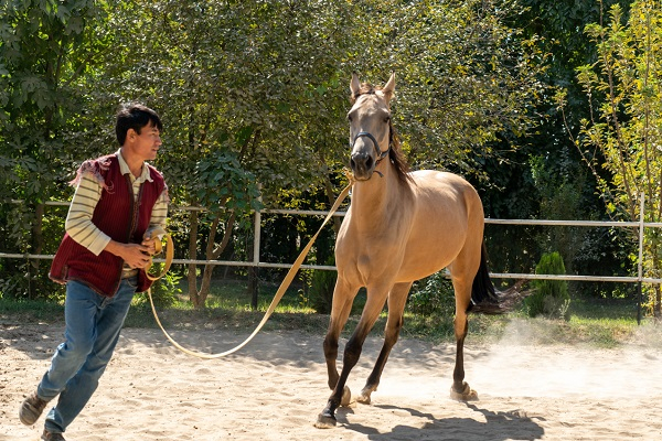 汗血宝马 侯杨方拍摄于土库曼斯坦