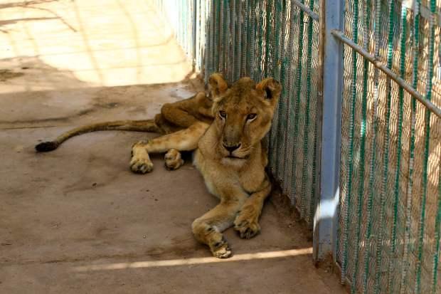 世界上最糟糕的动物园，狮子皮包骨头营养不良，被称为弱势群体