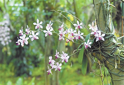 华西蝴蝶兰 资料图
