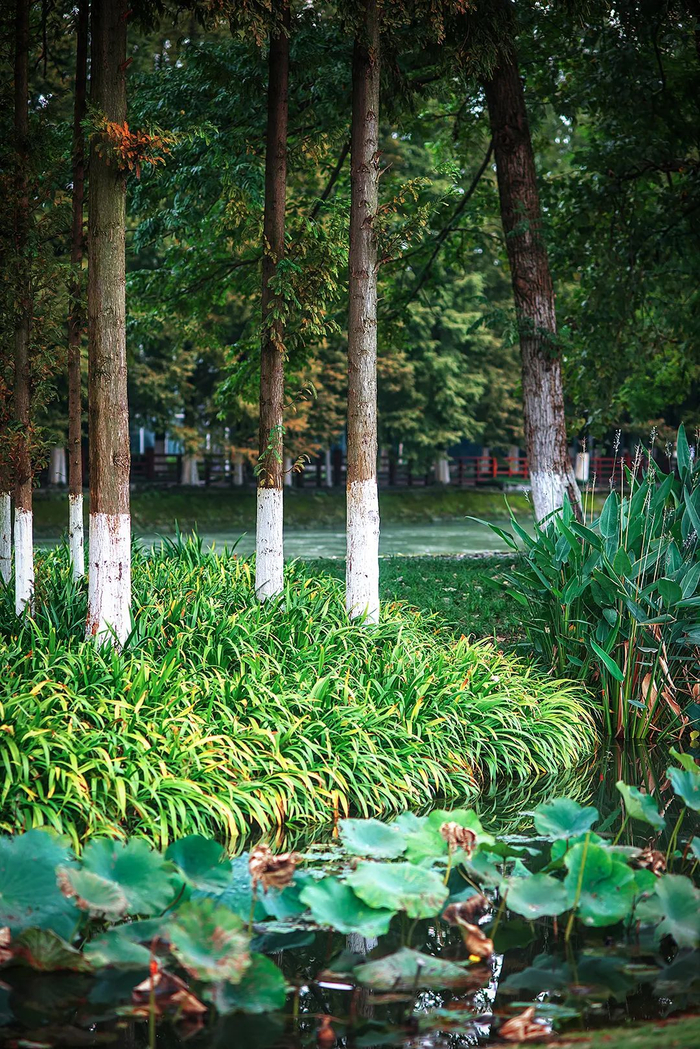 ▲ 郫县安靖湿地