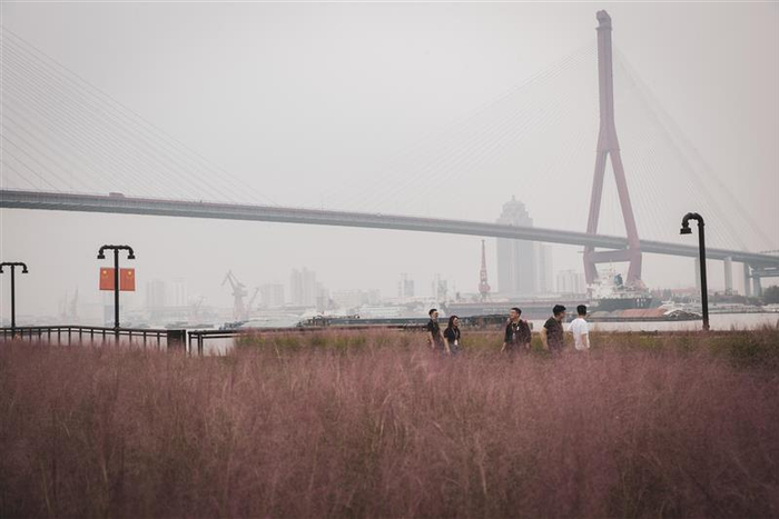  市民游客在杨浦滨江的粉红花海中畅游留影