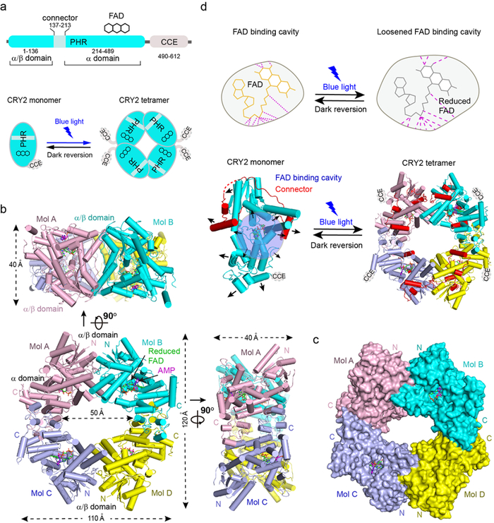 ▲光激活的CRY2四聚体结构