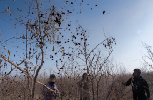 ▲ 30岁的赵闫放弃了澳大利亚政府绿卡，回到父辈用锄头开垦出来的沙漠绿洲种枣、卖枣。在姐姐的影响下，她的两个弟弟也从城市回到了塔里木河边的阿拉尔，当起了农民。（摄影：穆功）