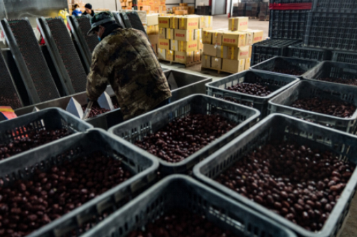 ▲ 一套灰枣的加工设备，清洗、烘干、筛选、打包一条龙，一天能加工几十吨货。（摄影：穆功）