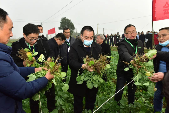 ▲专家组成员取样计算根肿病发病率