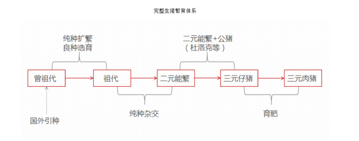 图为完整生猪繁育体系