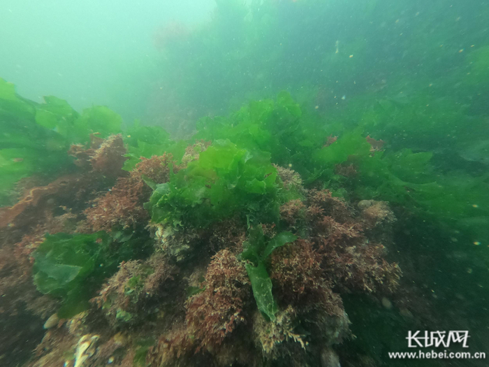 唐山海洋牧场海底筑起“新绿洲”。资料图