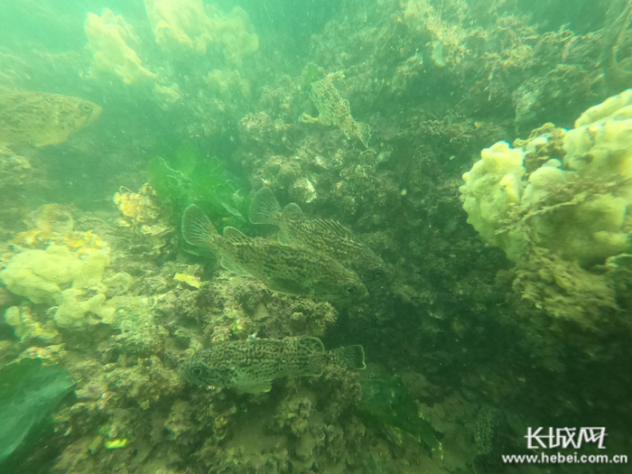 通过贝藻礁生态系统构建，唐山海洋牧场中的海洋生物显著增加。资料图