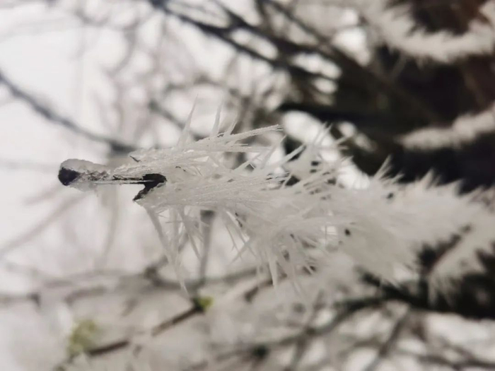 瓮安县木孔村树枝结冰宛若“银龙出山”。（木孔村扶贫干部王丁/拍摄）