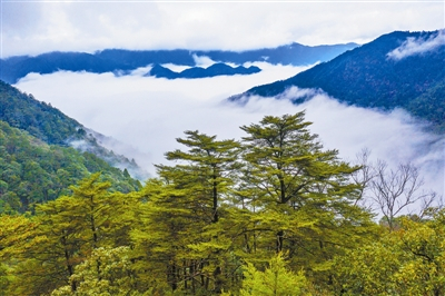 武夷山主峰黄岗山南方铁杉林群落 记者 黄海摄