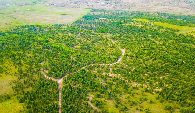 这是内蒙古锡林郭勒盟多伦县蔡木山乡铁公泡子村周边种植的樟子松林，反映出浑善达克沙地治理效果　新华社记者　彭源　摄