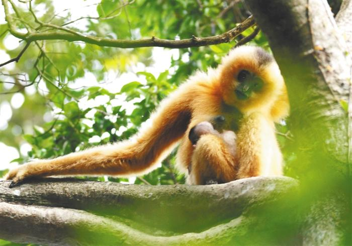 金黄色的雌性长臂猿，怀抱幼崽坐在树上　（资料图片）