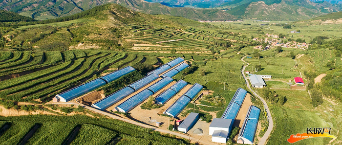 村里建设的蔬菜大棚。