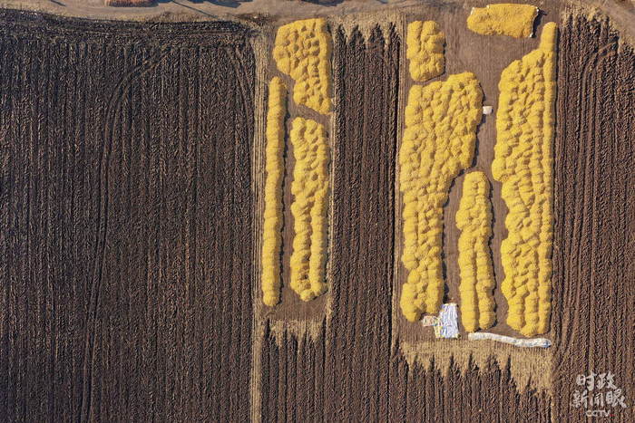 △松花江北岸，翻耕过后的黑土地。