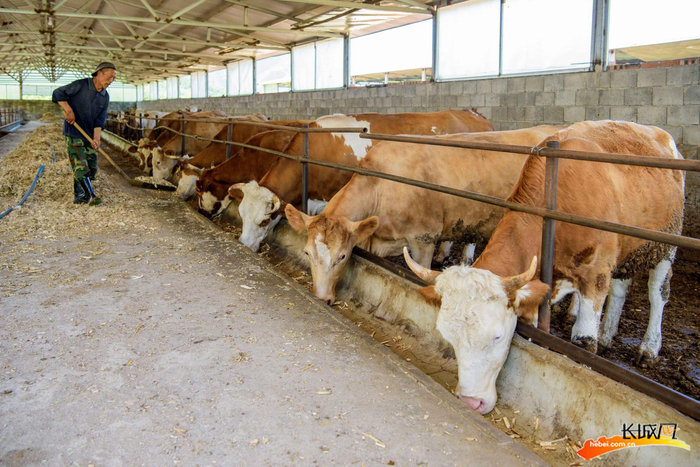 茶棚村的养殖业。