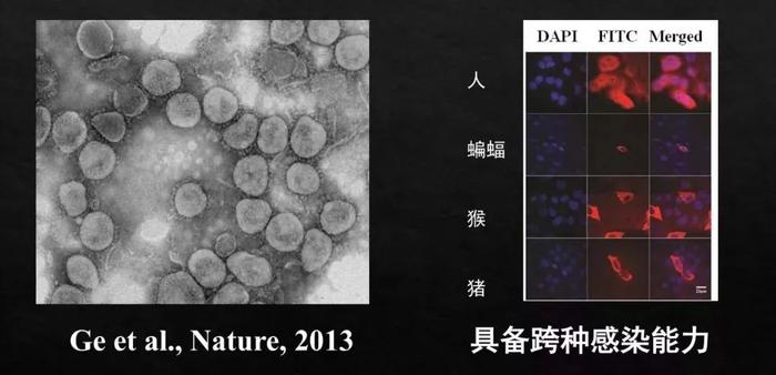 这些野生动物的病毒怎么就到了人类社会？