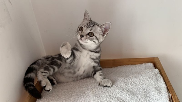  小臣的虎斑猫娇娇