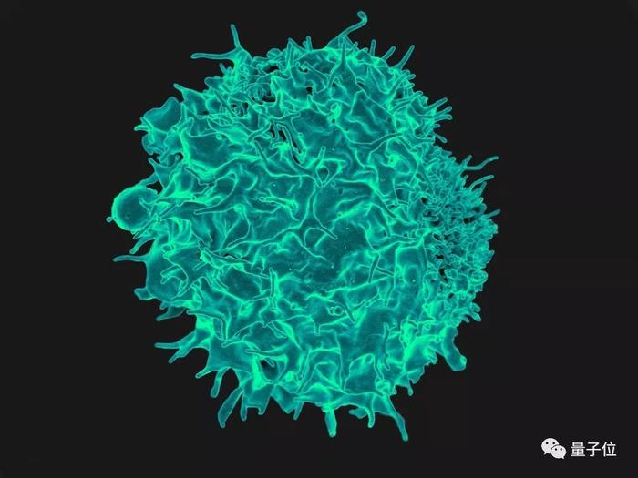 新发现的免疫细胞，可治疗现有多种癌症还不掉头发！最早11月进行人体试验 | Nature免疫学