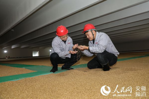 王桥粮库工作人员正在粮库内检查粮情。张俊 摄
