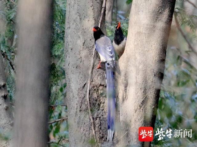 贵宾红嘴蓝尾鹊安家南京幕府山