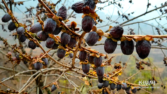 树上的黑枣颗颗饱满