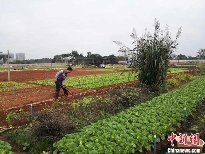 图为黎锦强在海口市龙华区城西镇苍东常年蔬菜基地忙碌。　尹海明 摄