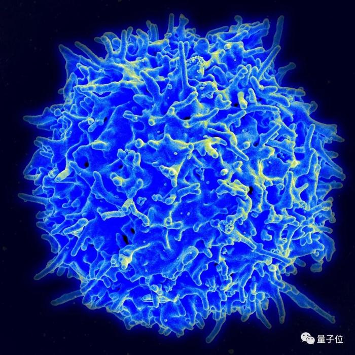 新发现的免疫细胞，可治疗现有多种癌症还不掉头发！最早11月进行人体试验 | Nature免疫学
