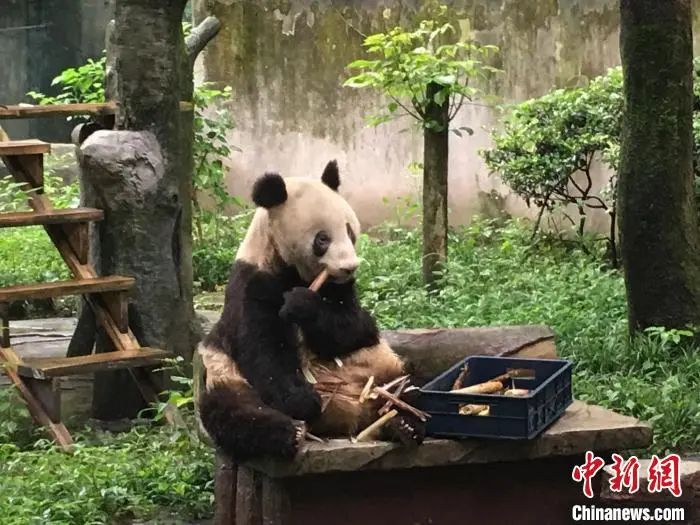 图为“新星”在吃竹笋。　贾楠　摄