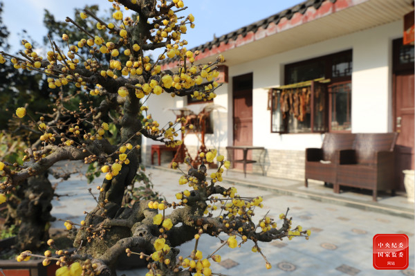 若非一番寒彻骨，怎得梅花扑鼻香。成都市三圣花乡幸福梅林一户农家院内，古桩腊梅的黄色花朵在阳光照耀下熠熠生辉，腊梅的花香和腊肉的香味在空气中飘荡，给冬天增添了暖意。（成都市锦江区纪委监委 封金剑 摄）