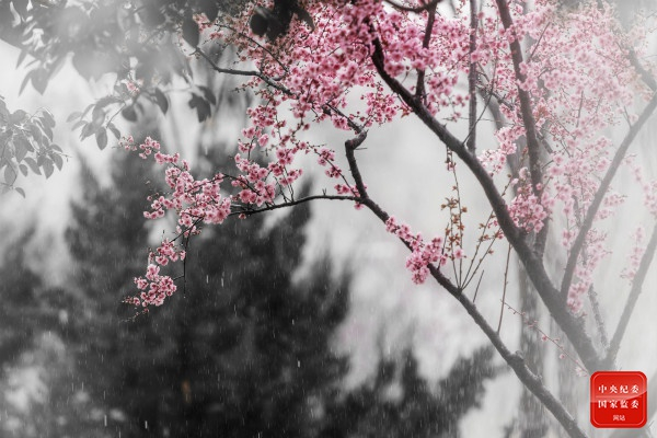 迎着满天飞舞的雪花，腊梅傲立于霜枝之上，凌寒而开、笑迎东风。（河南省郑州航空港区纪检监察工委供 宋文龙 摄）