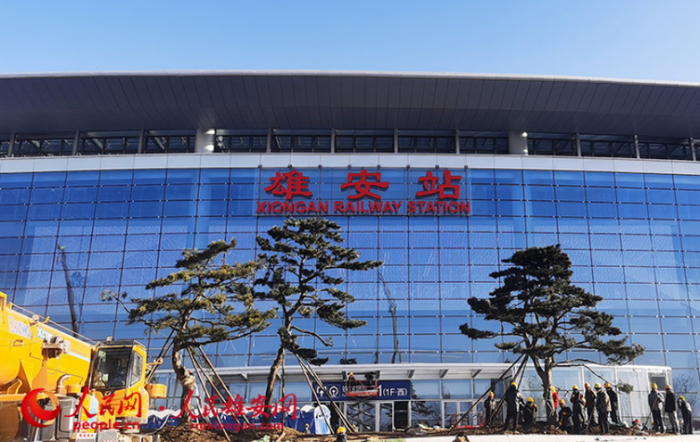 在雄安站西侧广场门前工人们正在移栽迎客松。杨成浩/摄