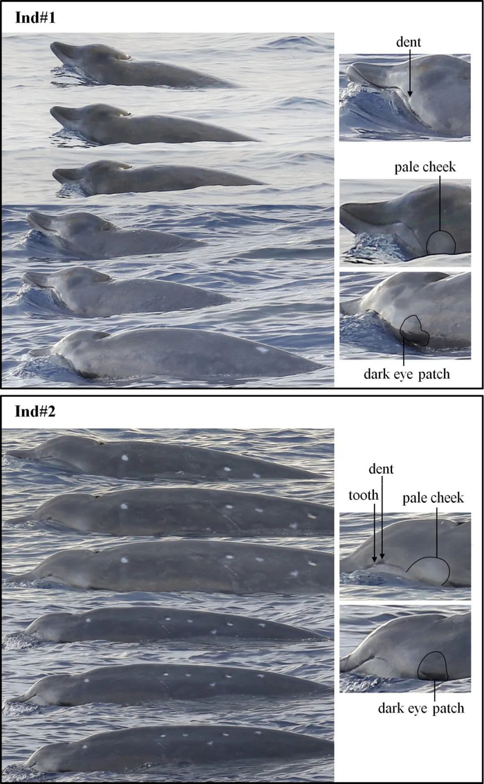 图2 ind#1和ind#2个体表现出相似的体色模式