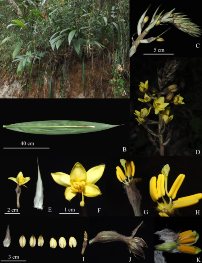  △喜马拉雅仙茅