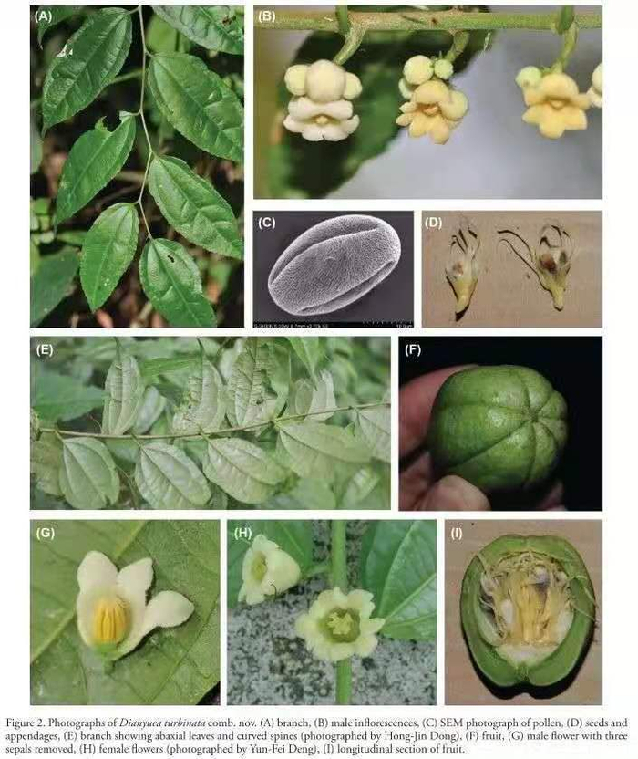 △陀螺果刺篱木