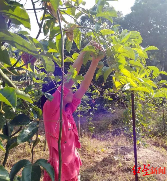 ▲“百香果女孩”杨晓燕 受访者供图