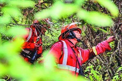 西藏林芝，护林员在林间巡逻新华社发