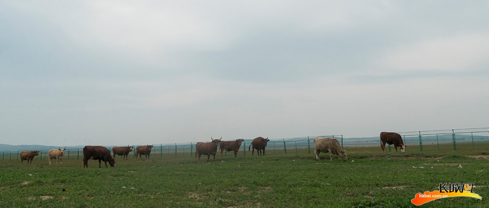 　赵喜营村的养殖场。