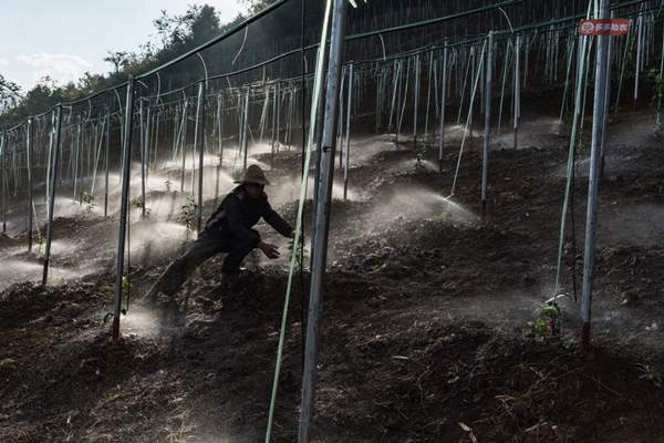 ▲在拼多多捐赠支持下，首批60亩水肥一体化灌溉的百香果种植示范基地已经建成。 （穆功 摄）