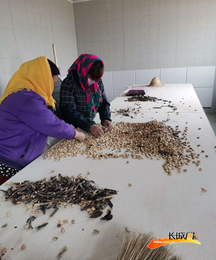 村民在蚕豆分选厂务工。