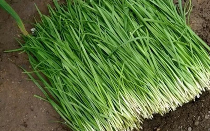 今年节前韭菜价格和去年基本持平。受访者供图