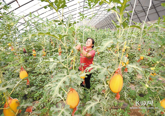 瓜农在阜城县德隆农业开发有限公司大棚里管理新品种西瓜。陈康 苗凤强 摄