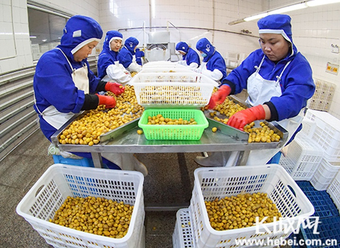 河北遵化美客多公司板栗仁脱皮车间。资料图