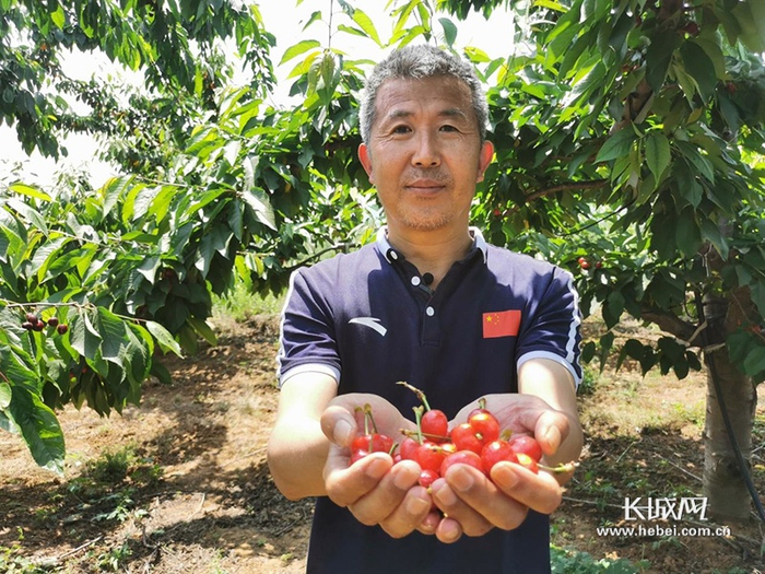 赞皇县花果山樱桃生态园区负责人向记者展示樱桃。资料图
