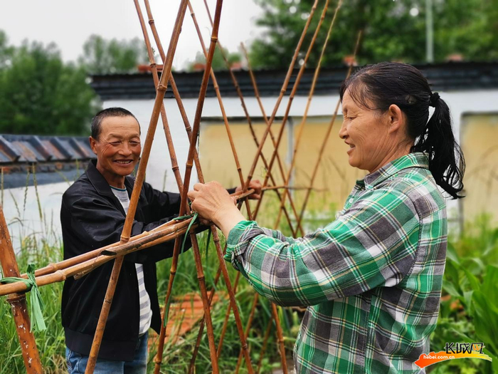 王振杰（左）与老伴岳彩平搭黄瓜架。
