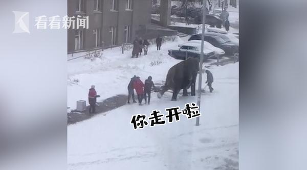 视频｜大象搬家逃到雪地撒欢 马戏团：它看到雪想散步