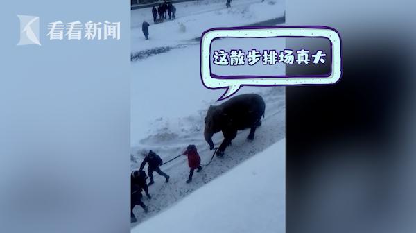 视频｜大象搬家逃到雪地撒欢 马戏团：它看到雪想散步