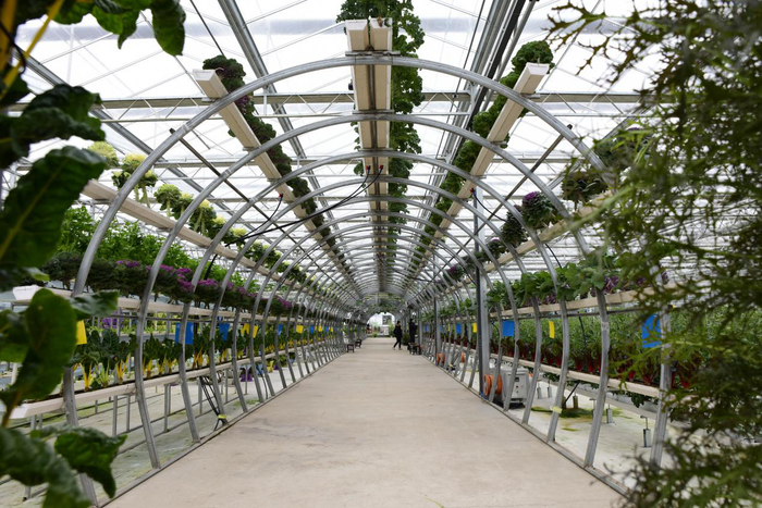 绿意盎然的园区大棚（央视网记者 王静远 摄）